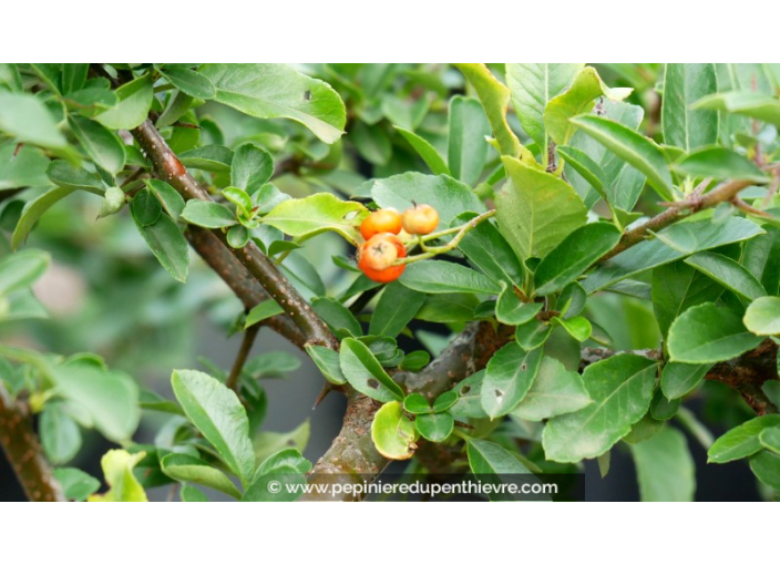 PYRACANTHA 'Orange Glow'