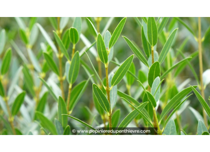 PHILLYREA angustifolia 'Green Up'