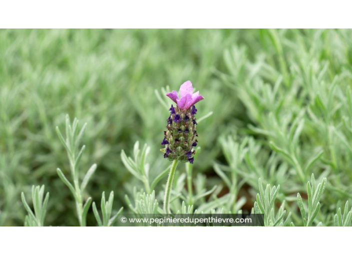 LAVANDULA stoechas 'Fat Head'