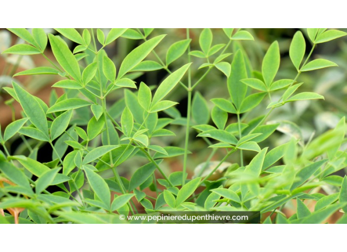 NANDINA domestica 'Richmond'