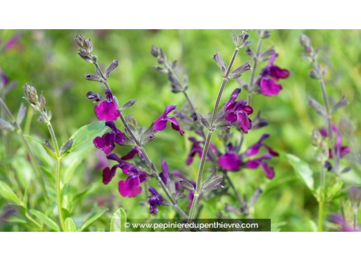 SALVIA 'Papillon de Nuit'