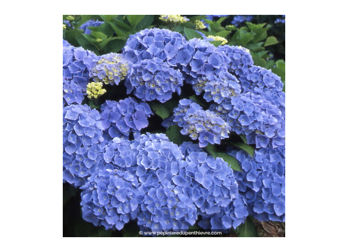 HYDRANGEA macrophylla 'Bodensee'