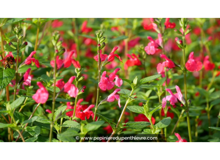 SALVIA grahamii