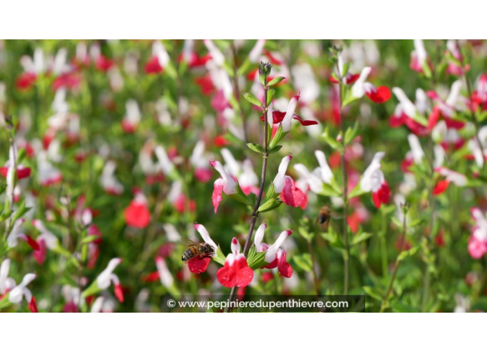 SALVIA microphylla 'Hot Lips'