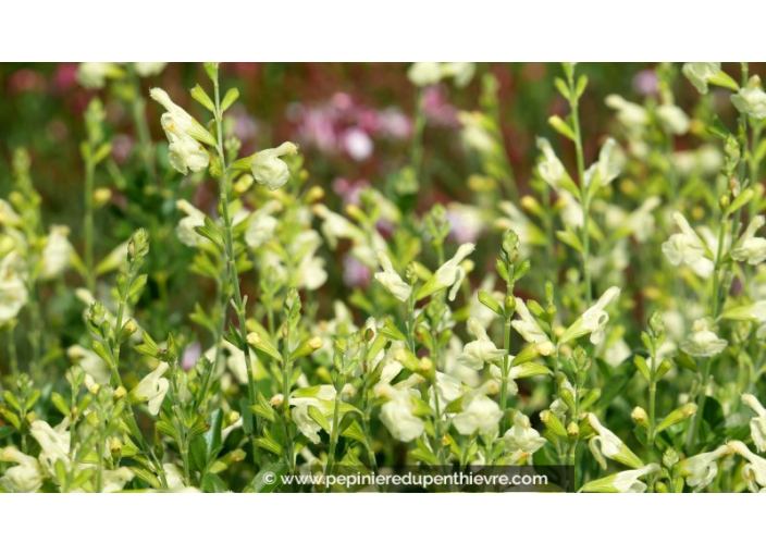 SALVIA greggii 'Sungold'