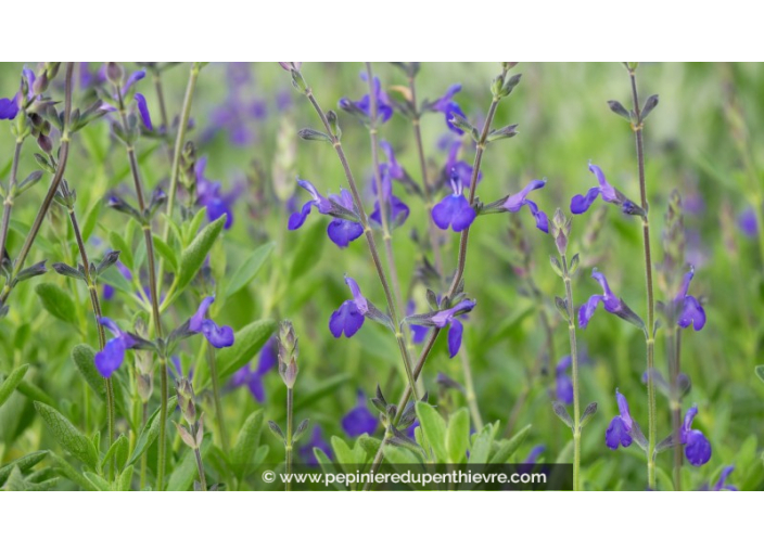 SALVIA 'Blue Note'®