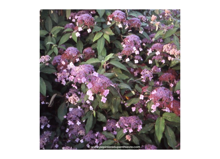 HYDRANGEA aspera 'Villosa'