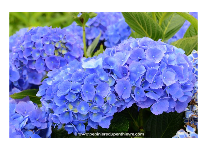 HYDRANGEA macrophylla 'Mathilde Gutges'