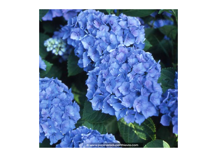 HYDRANGEA macrophylla 'Renate Steiniger'