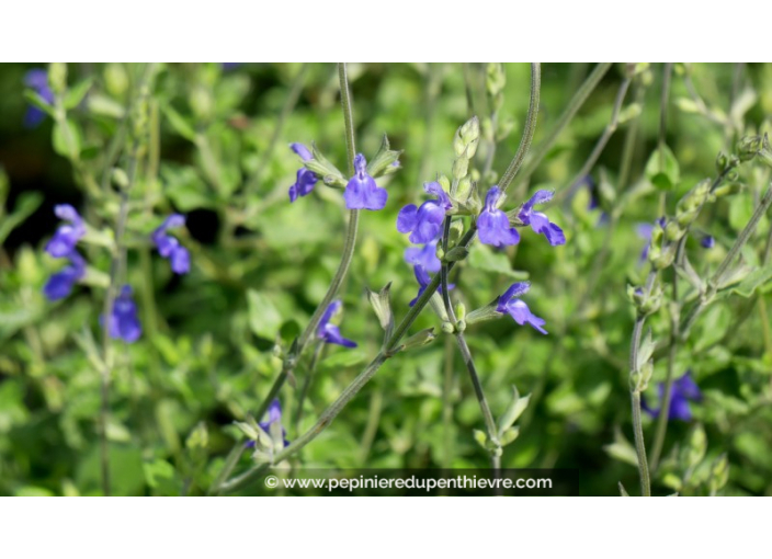 SALVIA chamaedryoides