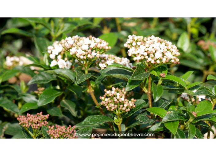 VIBURNUM tinus 'Eve Price'