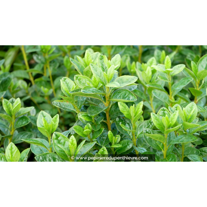 Azalée 'White lady', AZALEA, blanc, persistant-Pépinière du Penthièvre ...