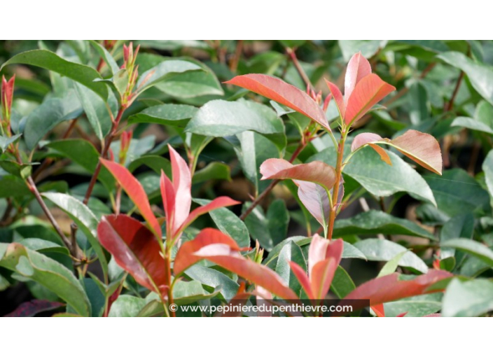 PHOTINIA fraseri 'Robusta Compacta'