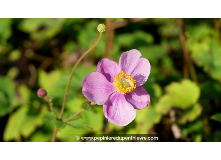 ANEMONE hupehensis 'Praecox'