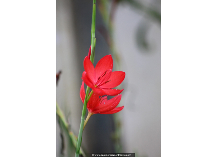 SCHIZOSTYLIS coccinea 'Major'