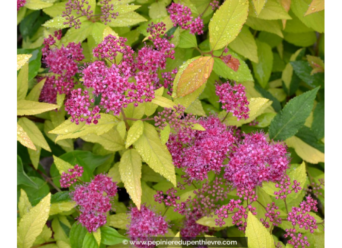 SPIRAEA x bumalda 'Gold Mound'