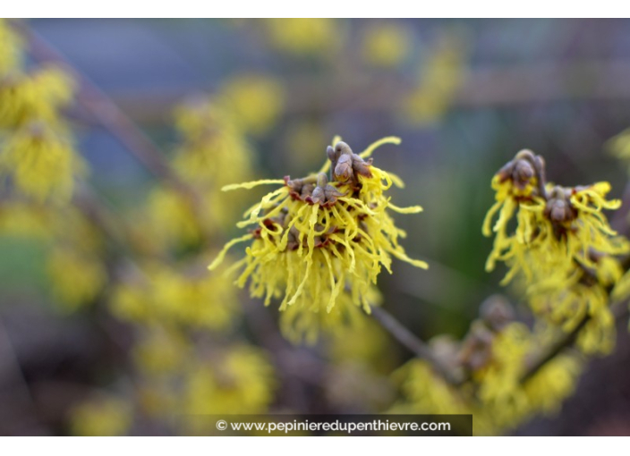 HAMAMELIS x intermedia 'Arnold Promise'