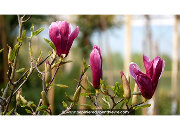 MAGNOLIA liliflora 'Nigra'