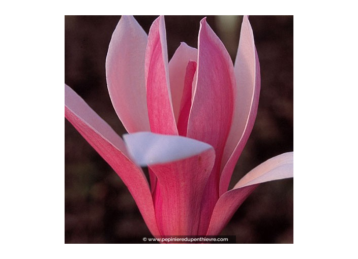 MAGNOLIA 'Royal Crown'