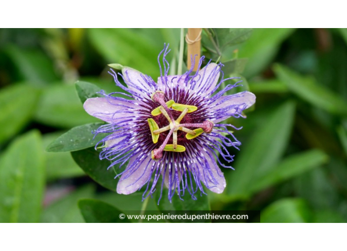 PASSIFLORA caerulea 'Purple Haze'