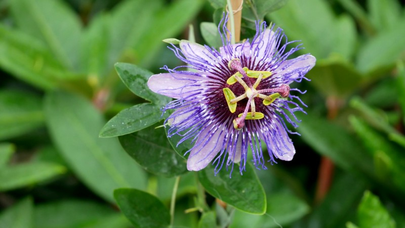 Passiflore 'Purple Haze' - conteneur - jeune plant de 1/2 ans