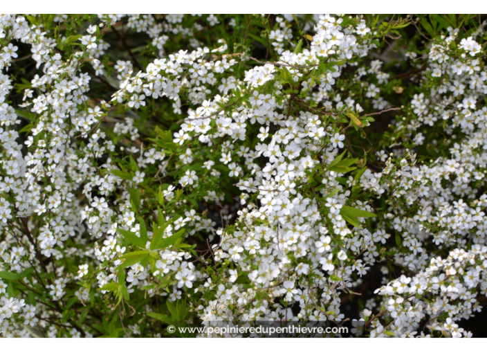 SPIRAEA thunbergii