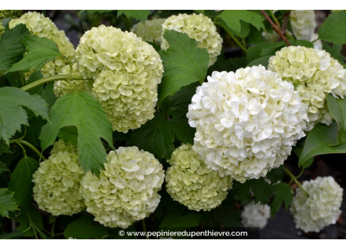 VIBURNUM opulus 'Roseum'