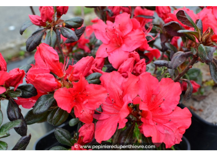 AZALEA japonica 'Fêtes des Mères'