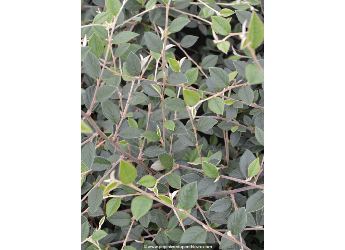 COTONEASTER franchetii