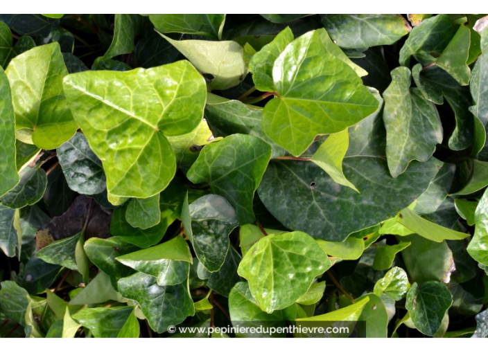 HEDERA hibernica