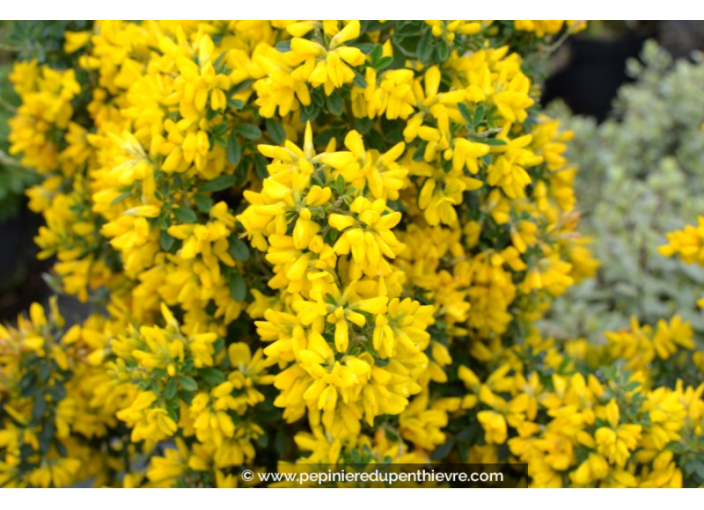 GENISTA 'Porlock'