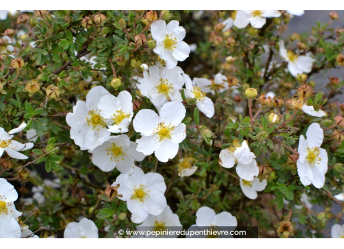 POTENTILLA fruticosa 'Abbotswood'