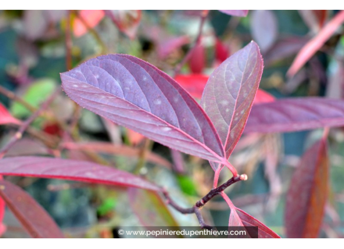 ITEA virginica 'Henry's Garnet'