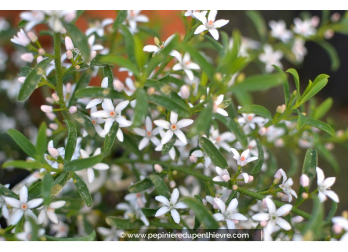 ERIOSTEMON myoporoides