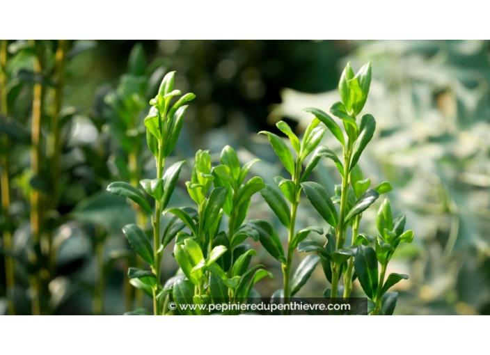 ILEX crenata 'Fastigiata'