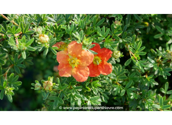 POTENTILLA fruticosa 'Red Ace'