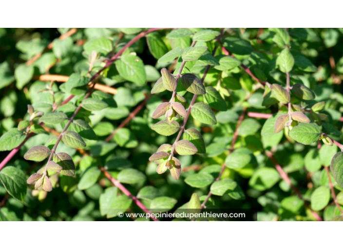 SYMPHORICARPOS x chenaultii 'Hancock'