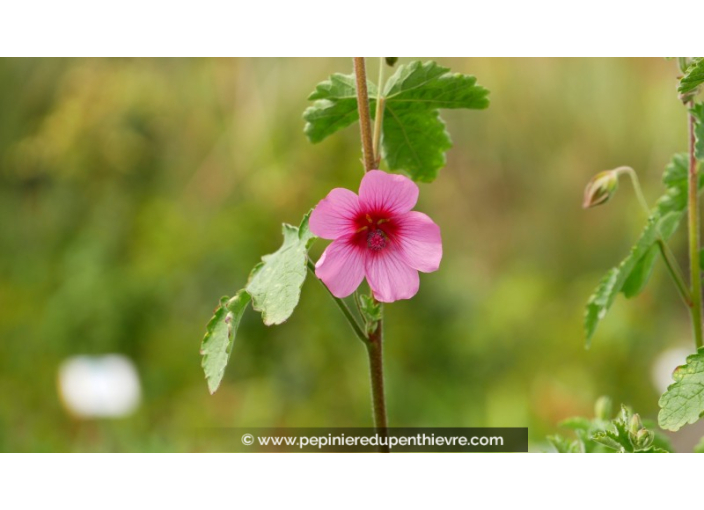 ANISODONTEA capensis 'El Rayo'