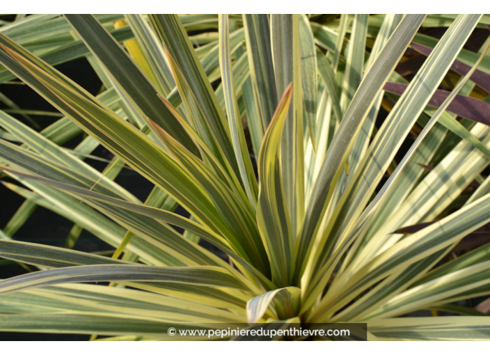 CORDYLINE australis 'Torbay Dazzler'