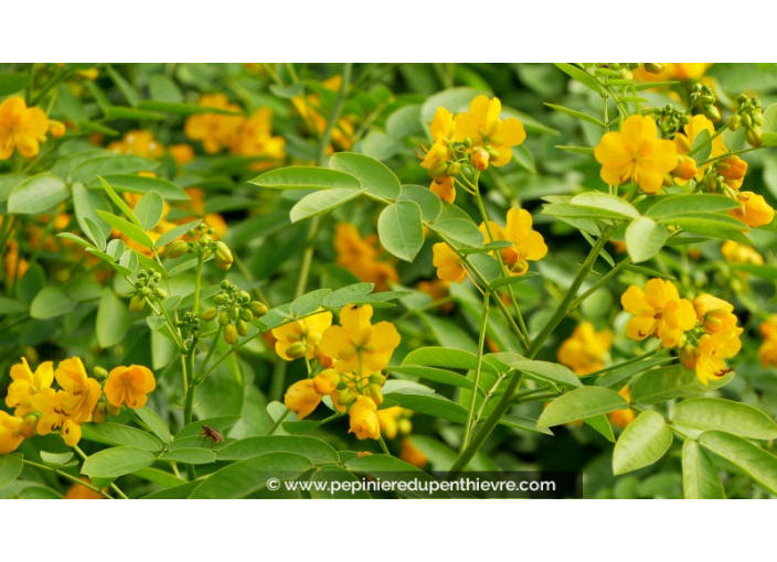 CASSIA floribunda