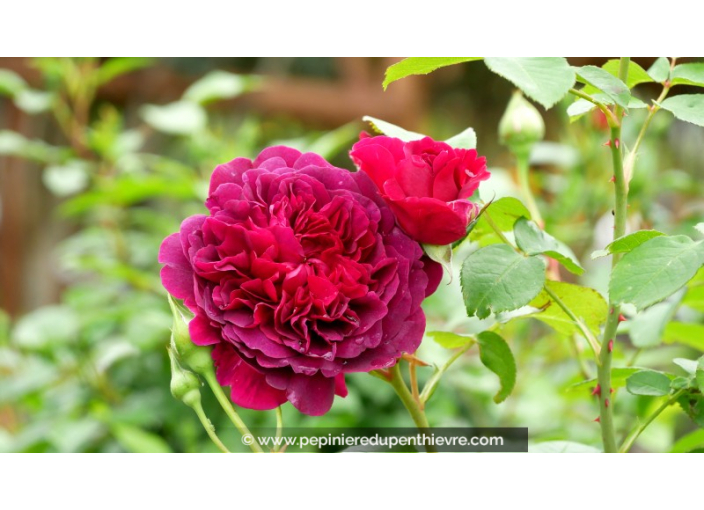 ROSIER 'William Shakespeare'®