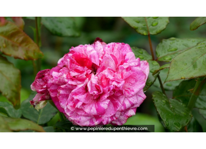 ROSIER buisson grandes fleurs 'Crazy Fashion'®