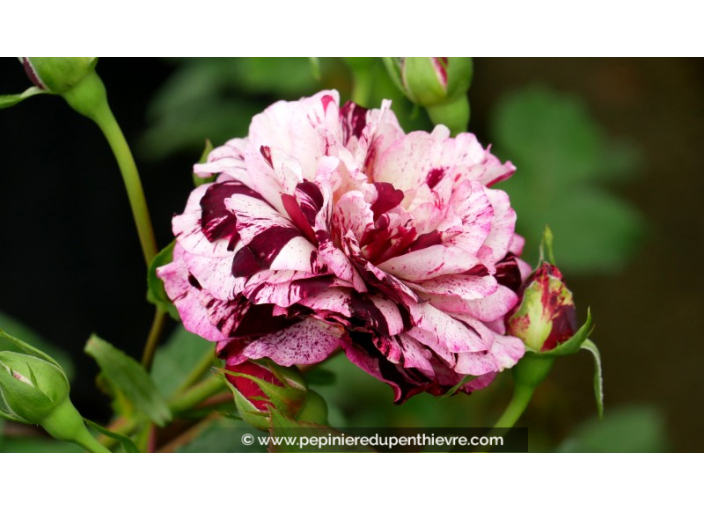 ROSIER buisson grandes fleurs 'New Imagine'®