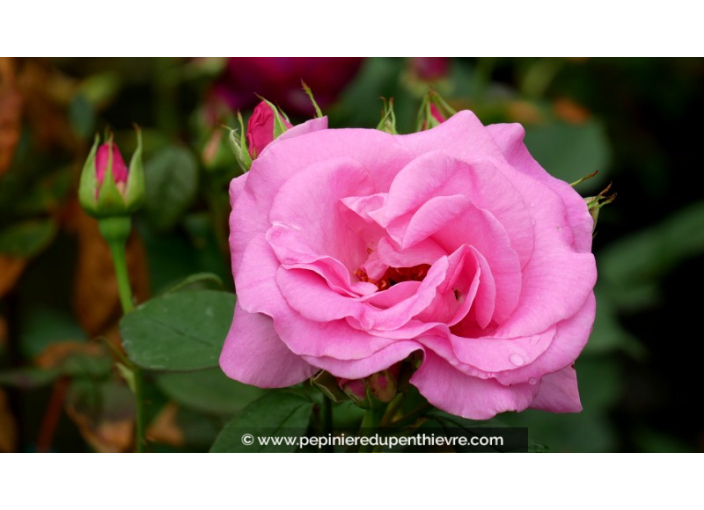 ROSIER 'Rose de Rennes'®