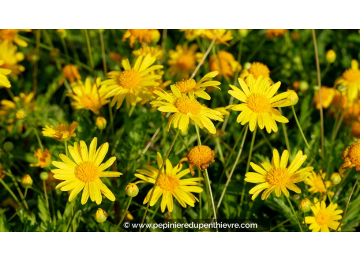 EURYOPS chrysanthemoides