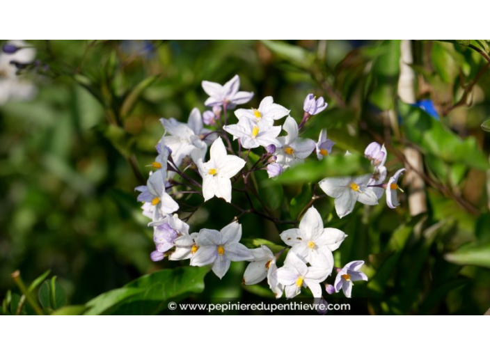 SOLANUM jasminoïdes