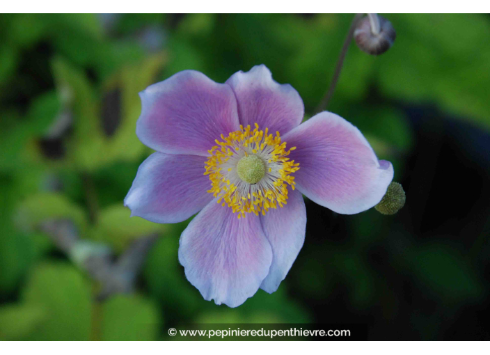 ANEMONE hupehensis 'September Charm'