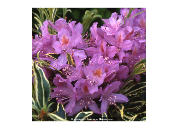 RHODODENDRON ponticum 'Variegata' (mauve)