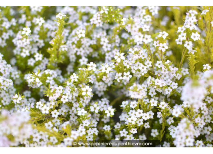 DIOSMA hirsuta 'Sunset Gold'