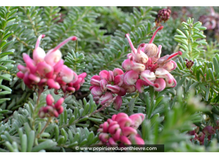 GREVILLEA lanigera 'Mount Tamboritha'